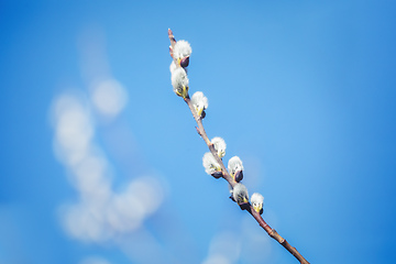 Image showing pussy-willow holiday, background