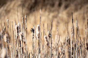 Image showing Eurasian tree sparrow European wildlife