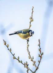 Image showing Eurasian blue tit in the nature