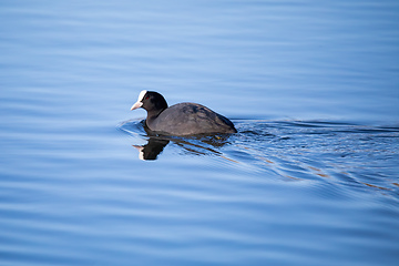 Image showing Bird Eurasian coot Fulica atra