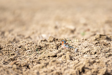 Image showing small bird, common chaffinch