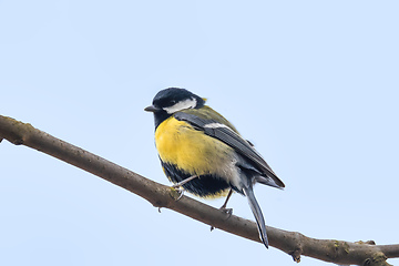 Image showing beautiful small bird great tit in winter