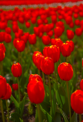Image showing colorful tulips field