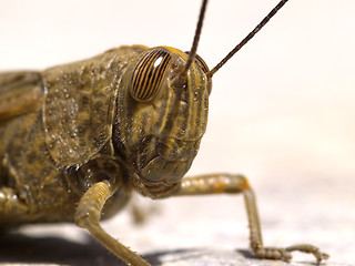 Image showing locust