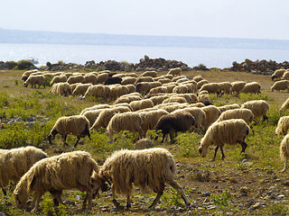 Image showing flock of sheep