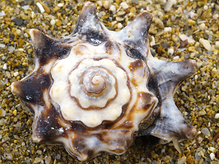 Image showing snail-shell