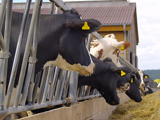 Image showing cows