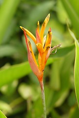 Image showing Bird of Paradise