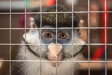 Image showing Monkey in the cage