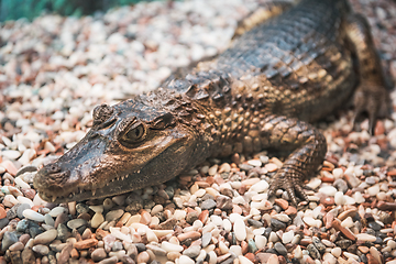 Image showing The spectacled caiman