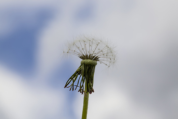 Image showing white with seeds dandelion