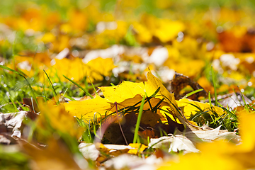 Image showing autumn yellow foliage