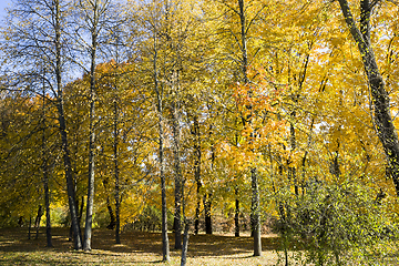 Image showing yellow maple