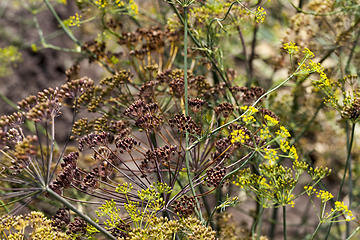 Image showing umbrella dill