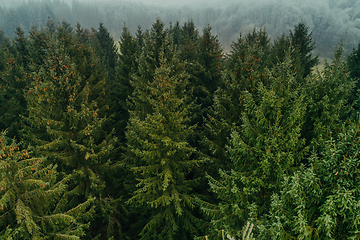 Image showing Aerial view of summer green trees in a forest in a rural settlement. Drone photography