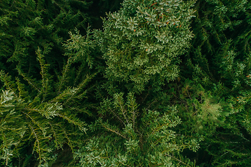 Image showing Aerial view of summer green trees in a forest in a rural settlement. Drone photography