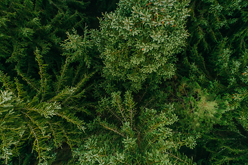 Image showing Aerial view of summer green trees in a forest in a rural settlement. Drone photography