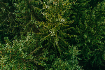 Image showing Aerial view of summer green trees in a forest in a rural settlement. Drone photography