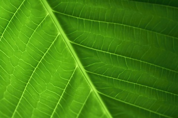 Image showing Green leaf closeup background