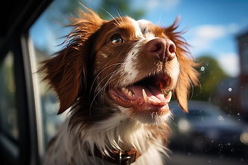 Image showing Portrait of dog in hot car