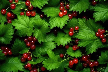 Image showing Red currants as background