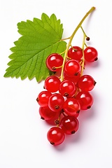 Image showing Red currants on white