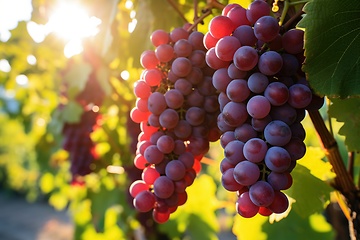 Image showing Vineyard with ripe grapes