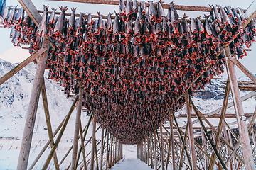 Image showing Air drying of salmon on a wooden structure in the Scandinavian winter. Traditional way of preparing and drying fish in Scandinavian countries