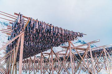 Image showing Air drying of salmon on a wooden structure in the Scandinavian winter. Traditional way of preparing and drying fish in Scandinavian countries