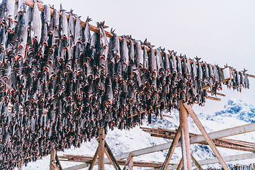 Image showing Air drying of salmon on a wooden structure in the Scandinavian winter. Traditional way of preparing and drying fish in Scandinavian countries