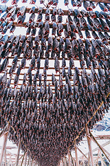 Image showing Air drying of salmon on a wooden structure in the Scandinavian winter. Traditional way of preparing and drying fish in Scandinavian countries