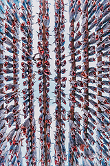 Image showing Air drying of salmon on a wooden structure in the Scandinavian winter. Traditional way of preparing and drying fish in Scandinavian countries