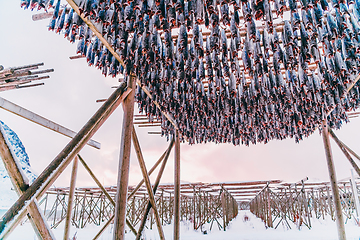 Image showing Air drying of salmon on a wooden structure in the Scandinavian winter. Traditional way of preparing and drying fish in Scandinavian countries