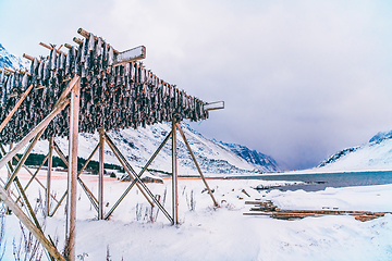 Image showing Air drying of salmon on a wooden structure in the Scandinavian winter. Traditional way of preparing and drying fish in Scandinavian countries