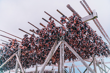 Image showing Air drying of salmon on a wooden structure in the Scandinavian winter. Traditional way of preparing and drying fish in Scandinavian countries