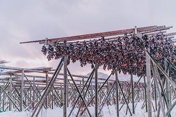 Image showing Air drying of salmon on a wooden structure in the Scandinavian winter. Traditional way of preparing and drying fish in Scandinavian countries