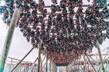 Image showing Air drying of salmon on a wooden structure in the Scandinavian winter. Traditional way of preparing and drying fish in Scandinavian countries