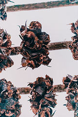 Image showing Air drying of salmon on a wooden structure in the Scandinavian winter. Traditional way of preparing and drying fish in Scandinavian countries