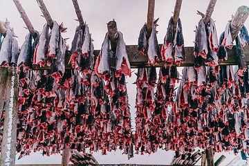 Image showing Air drying of salmon on a wooden structure in the Scandinavian winter. Traditional way of preparing and drying fish in Scandinavian countries