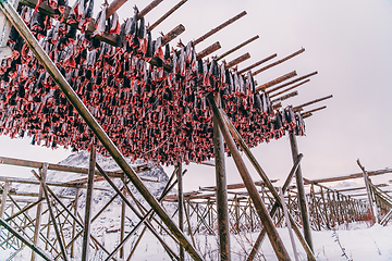 Image showing Air drying of salmon on a wooden structure in the Scandinavian winter. Traditional way of preparing and drying fish in Scandinavian countries