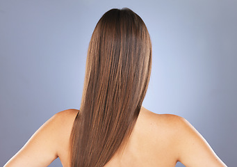 Image showing Woman back, beauty and hair care in studio for texture, growth and healthy shine on blue background. Aesthetic female model for haircare, wellness and results for salon or hairdresser treatment space