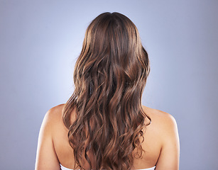 Image showing Beauty, hair and back of a woman in studio for curls, growth and healthy texture on blue background. Aesthetic female model for hair care and cosmetic shine results for salon or hairdresser treatment