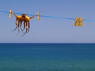 Image showing cuttlefish