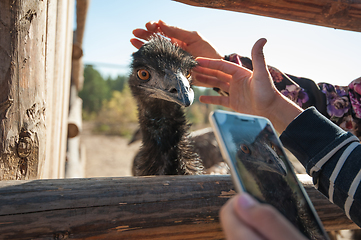 Image showing Close up photo of a funny and cute ostrich