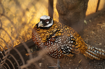 Image showing Pheasant in the cage