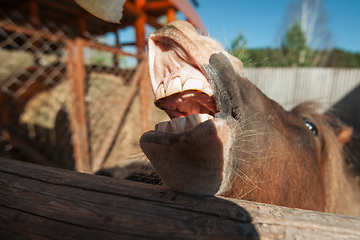 Image showing grinning horse mouth and teeth