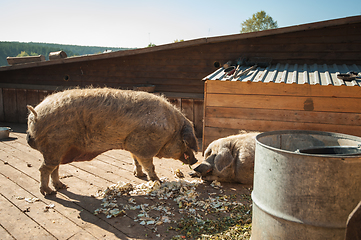 Image showing Pigs on the farm.