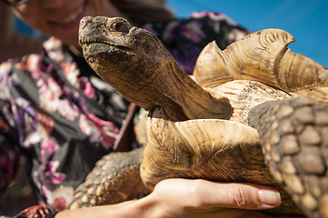 Image showing woman holding a pet turtle in hands