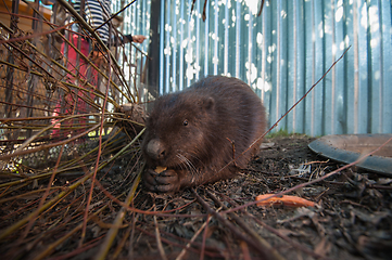 Image showing A beavers portrait