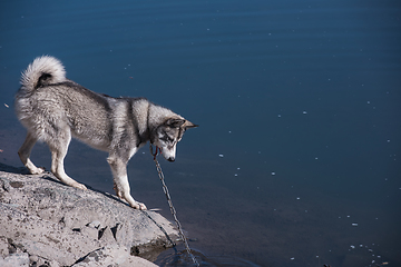 Image showing Husky on the river bank